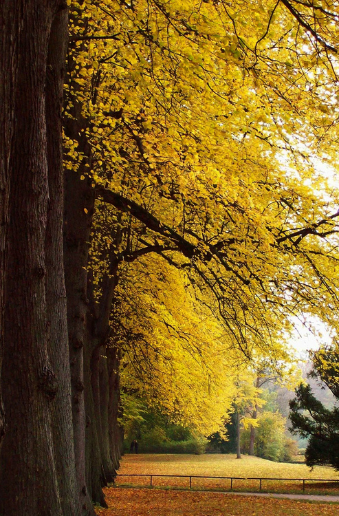 tumblr_mjgcdgHrkZ1qb0bzxo1_500