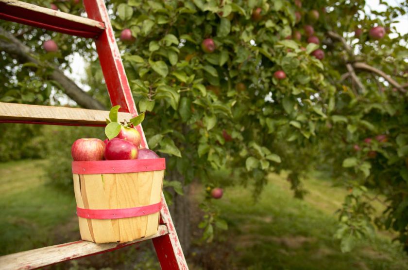 1443112605-1-gettyimages-78175269