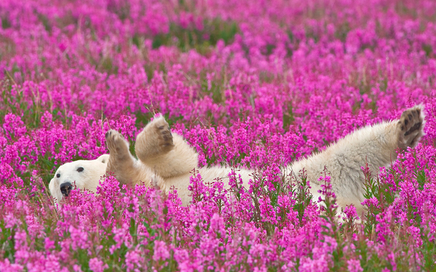 JOURNEYS0915-canada-bear