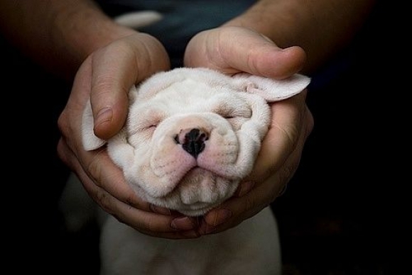 tumblr_nh22s8DDq91qei7a7o1_1280