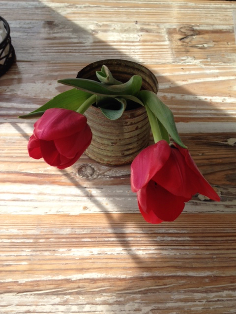 TullipIMG_6559