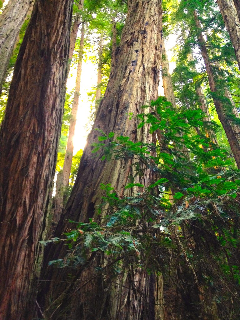 proprawsilkandsaffron-muirwoods