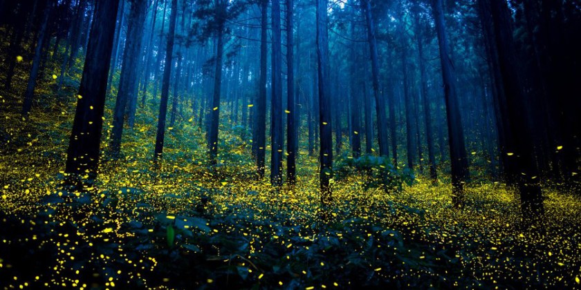 1468617283-1468439923-japan-fireflies-1